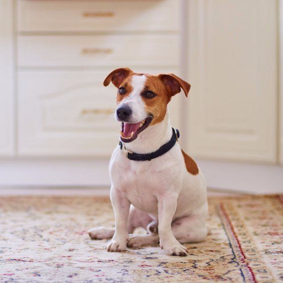 jack russell terrier