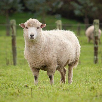 sheep in a field