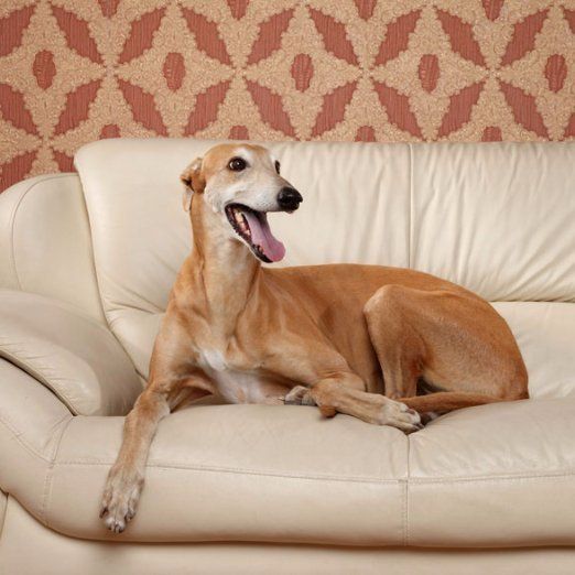 greyhound on couch