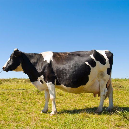 pregnant cow