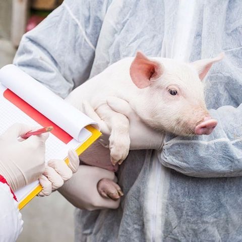 vet holding a pig