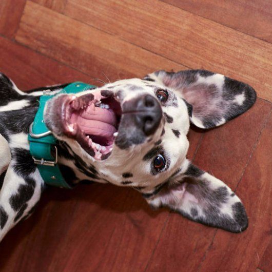 dalmatian puppy