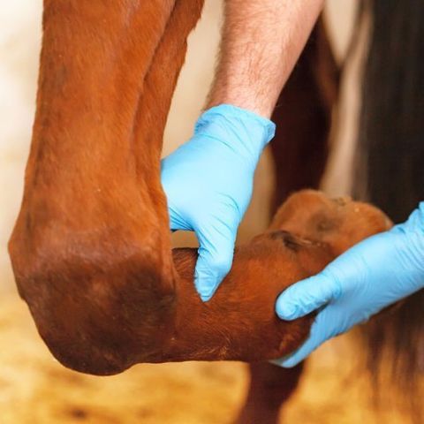 vet examining horse leg
