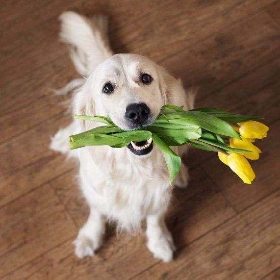 dog with tulips