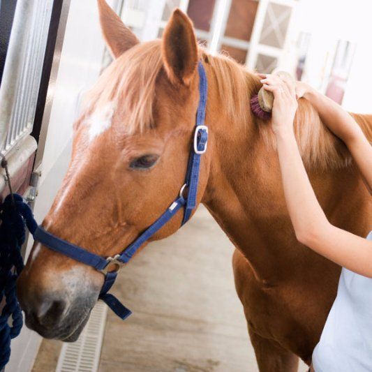 horse being brushed