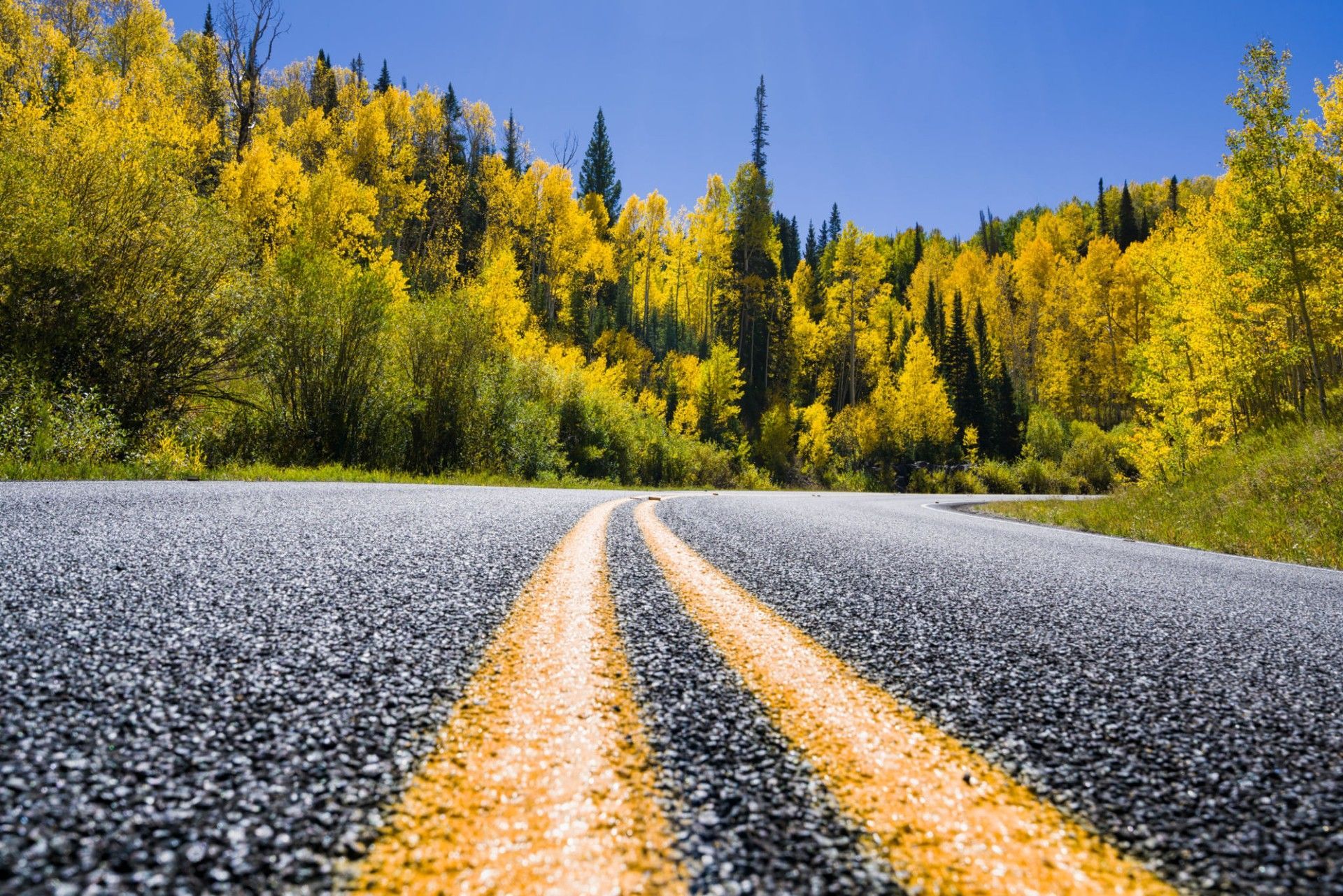 Asphalt road winding through a forest of yellow and green trees under a blue sky.