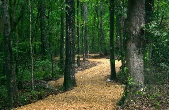 A path covered in wood chips winds through a dense, green forest.