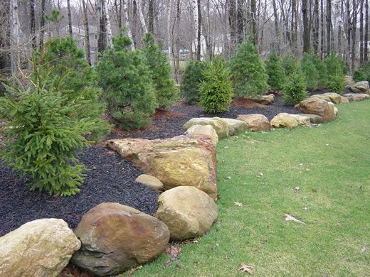 A line of small evergreen trees mulched with black wood chips and bordered by large, rounded tan landscape rocks.