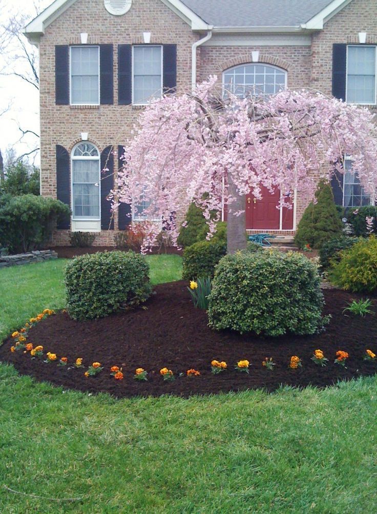 A suburban brick house front yard featuring a blooming pink weeping cherry tree in a mulch bed lined with small flowers.