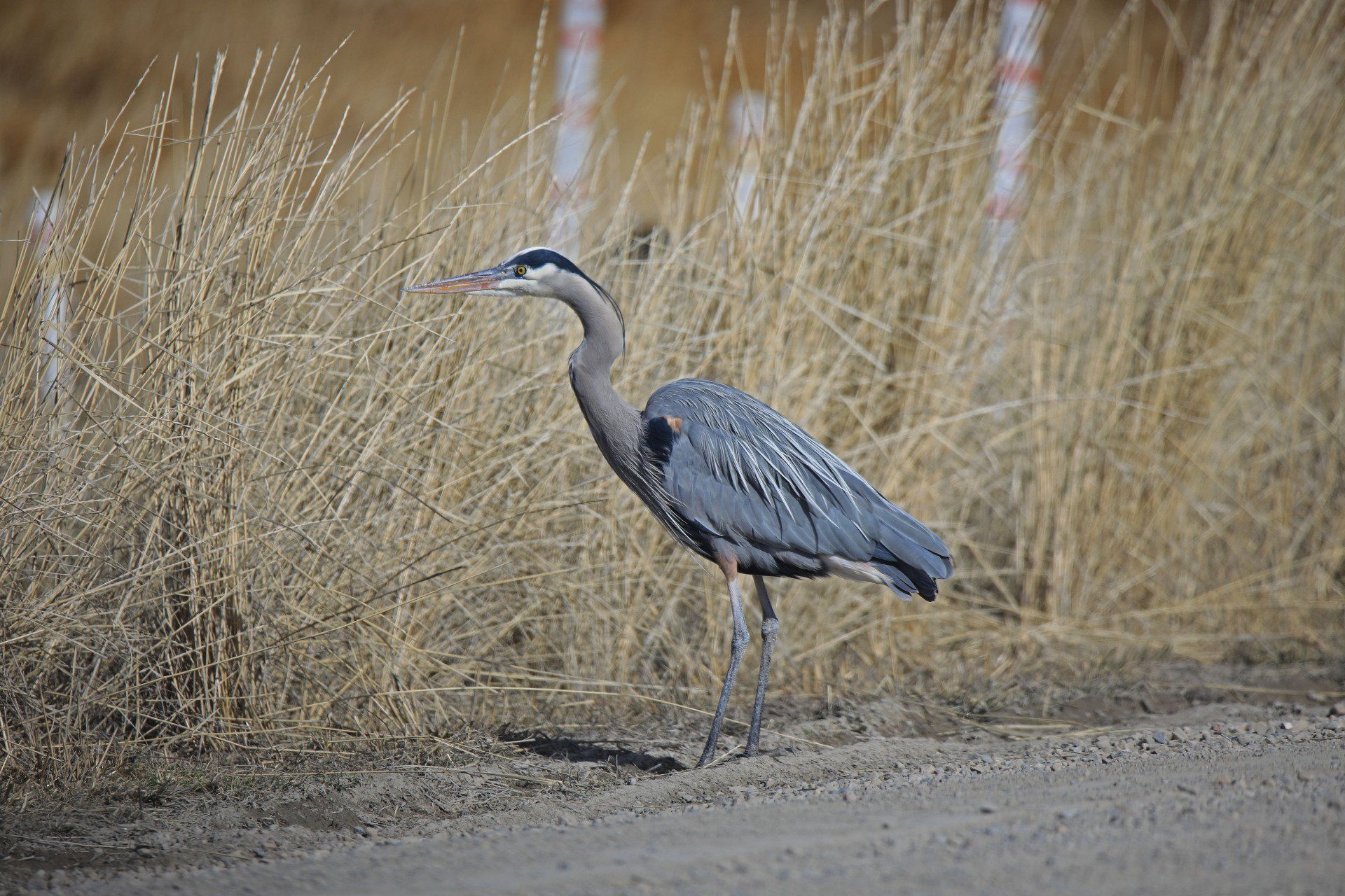 A heron is standing on a dirt road next to tall grass.