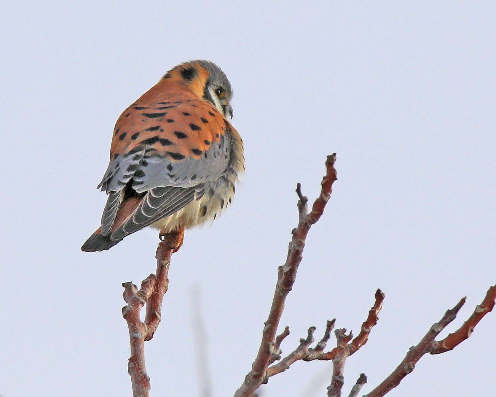 A small bird perched on a tree branch