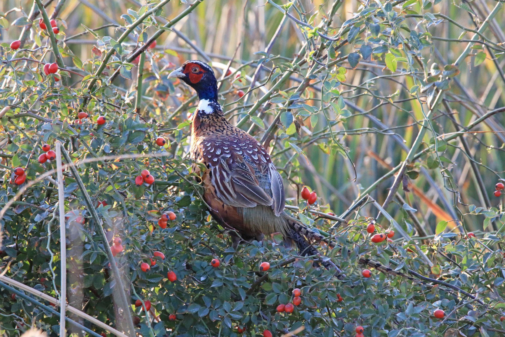 A pheasant is standing in a bush with red berries.