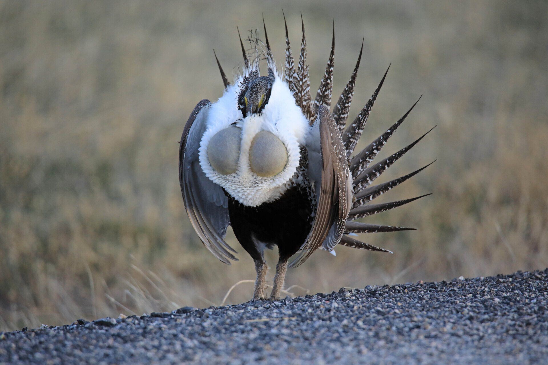 A bird with feathers on its back is standing on a gravel road.