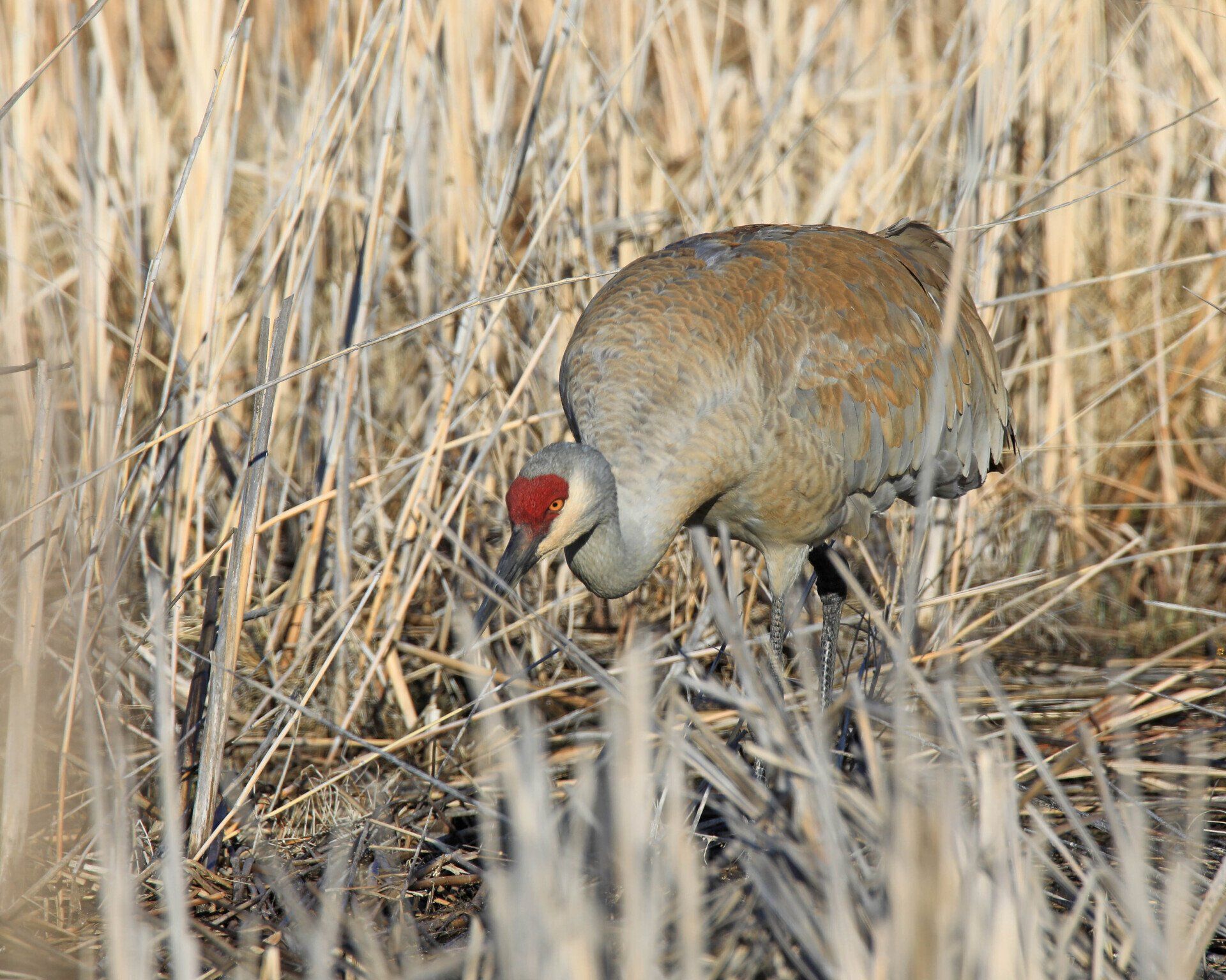 A bird with a red beak is standing in a field of tall grass.