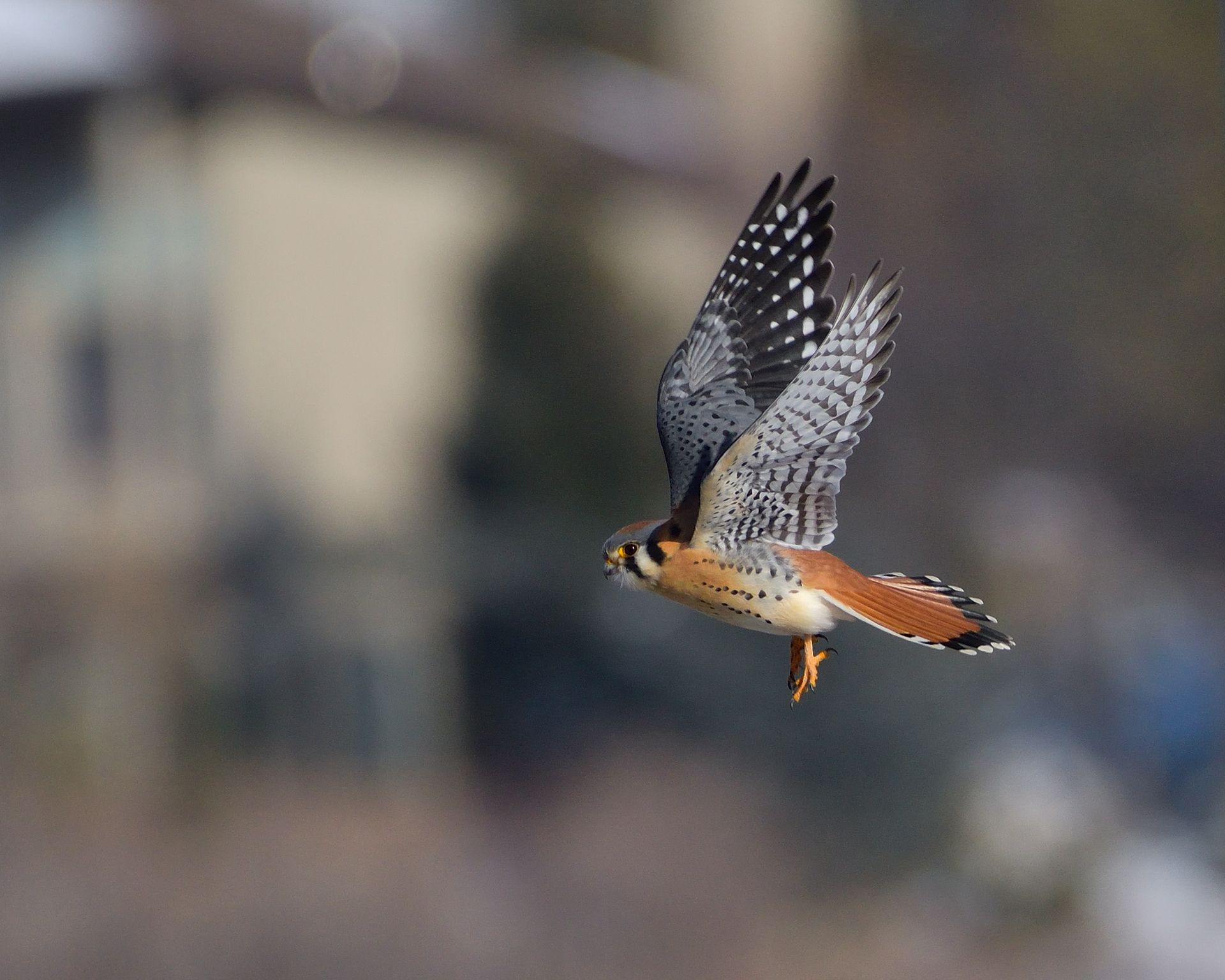 A bird is flying in the air with its wings spread