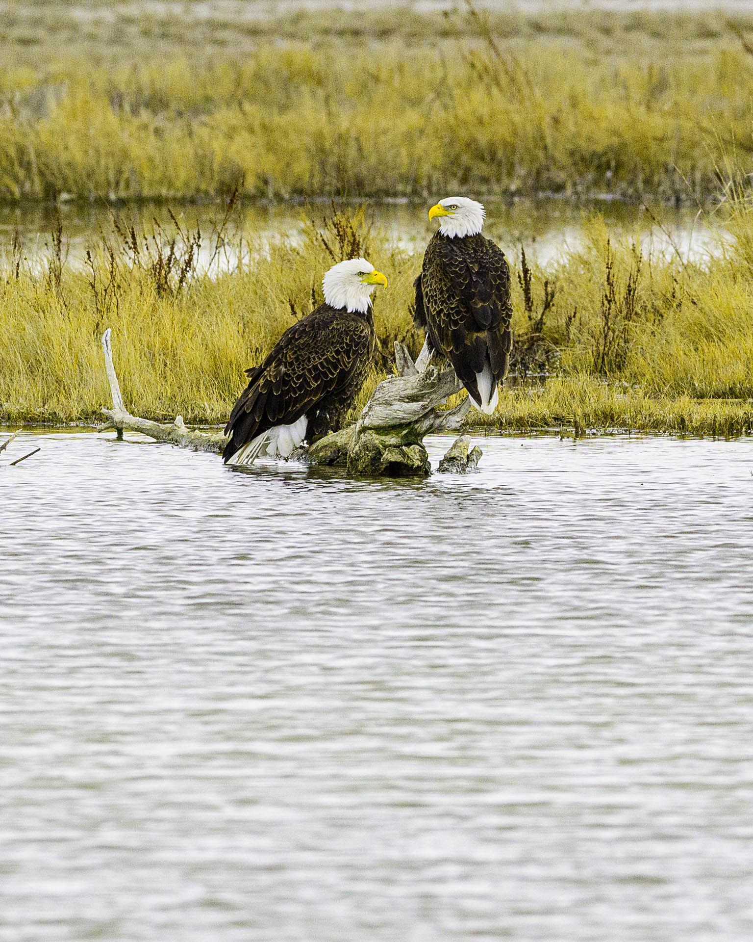 Two bald eagles are standing on a log in the water.