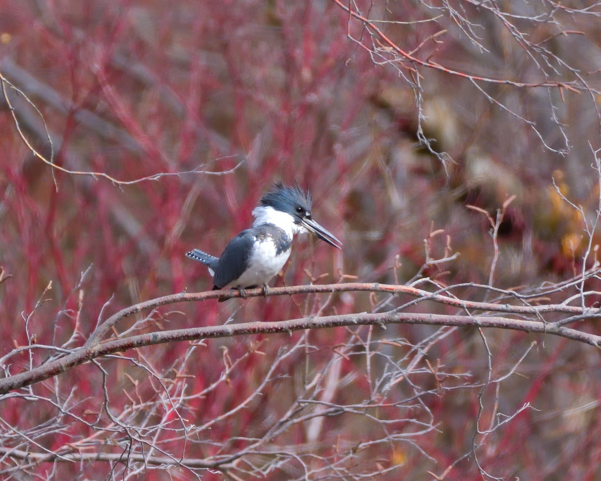 A bird perched on a tree branch with red leaves in the background.
