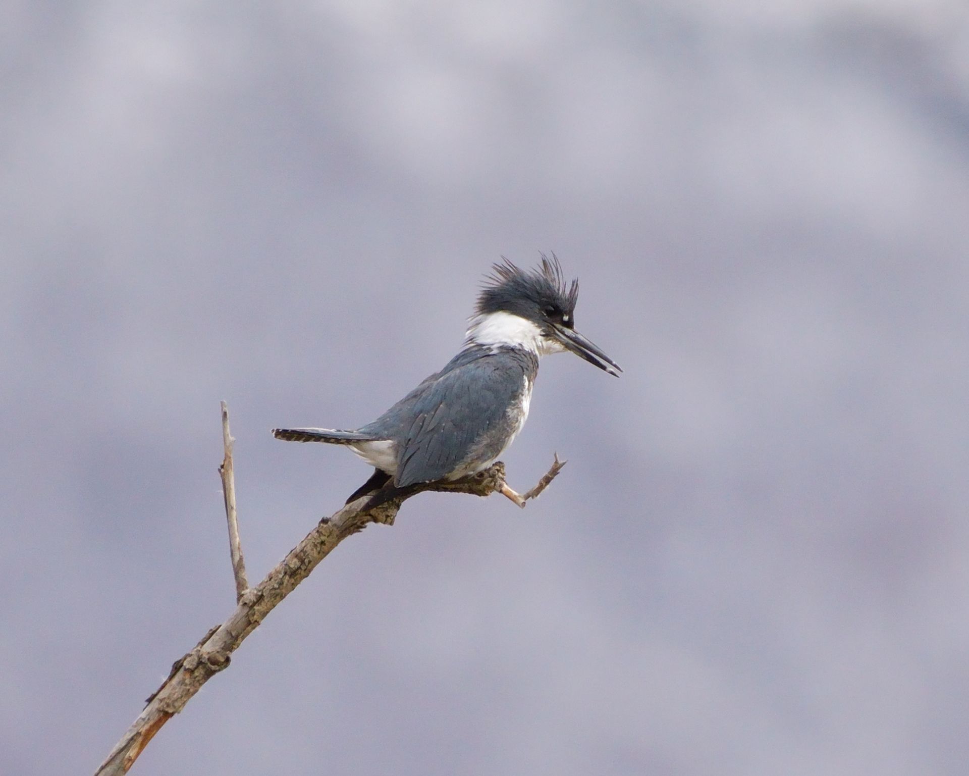 A bird perched on a branch with a gray background