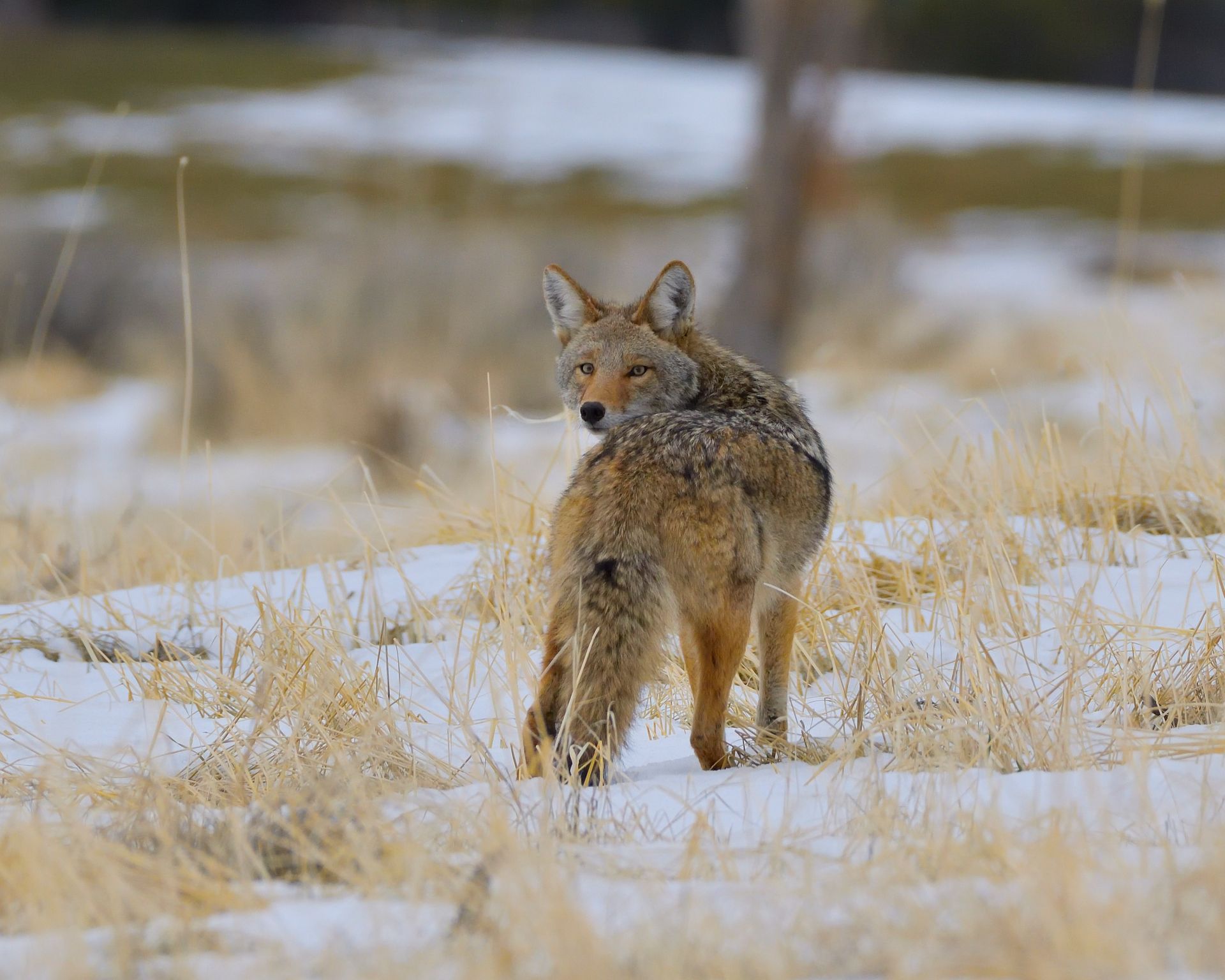A coyote is standing in the snow in a field.