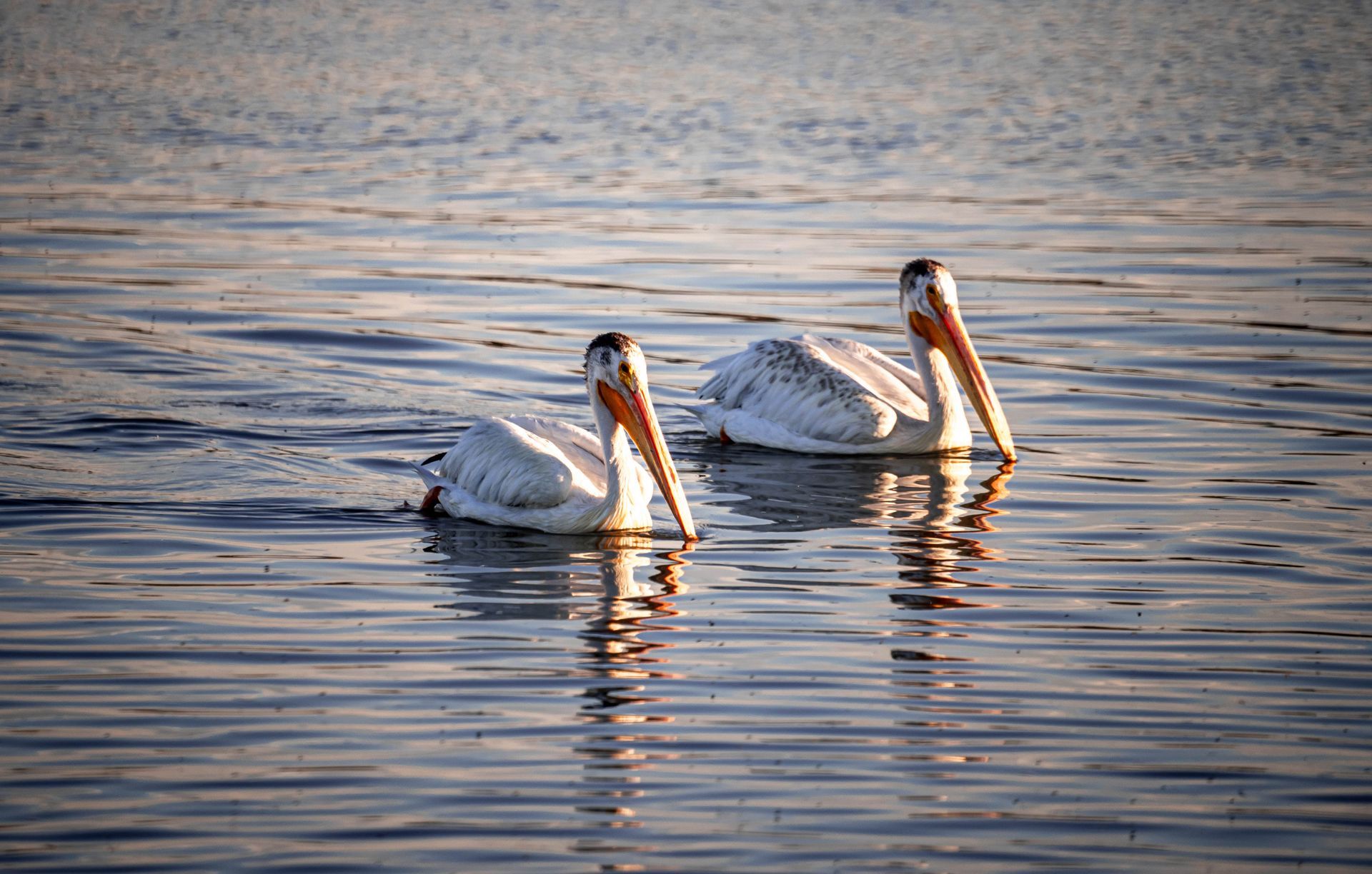 Two pelicans are swimming in the water together.