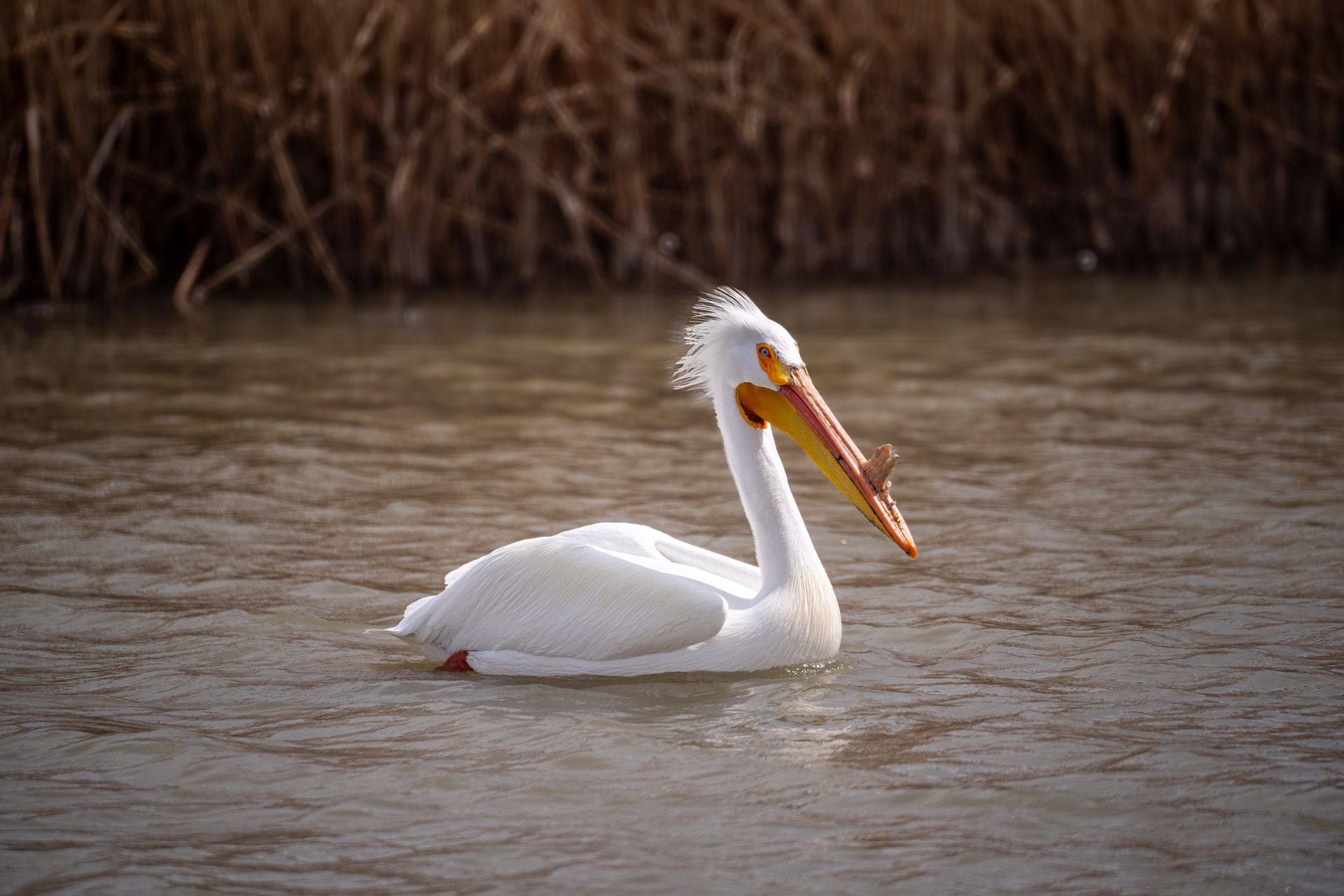 A pelican is swimming in the water with a fish in its beak.