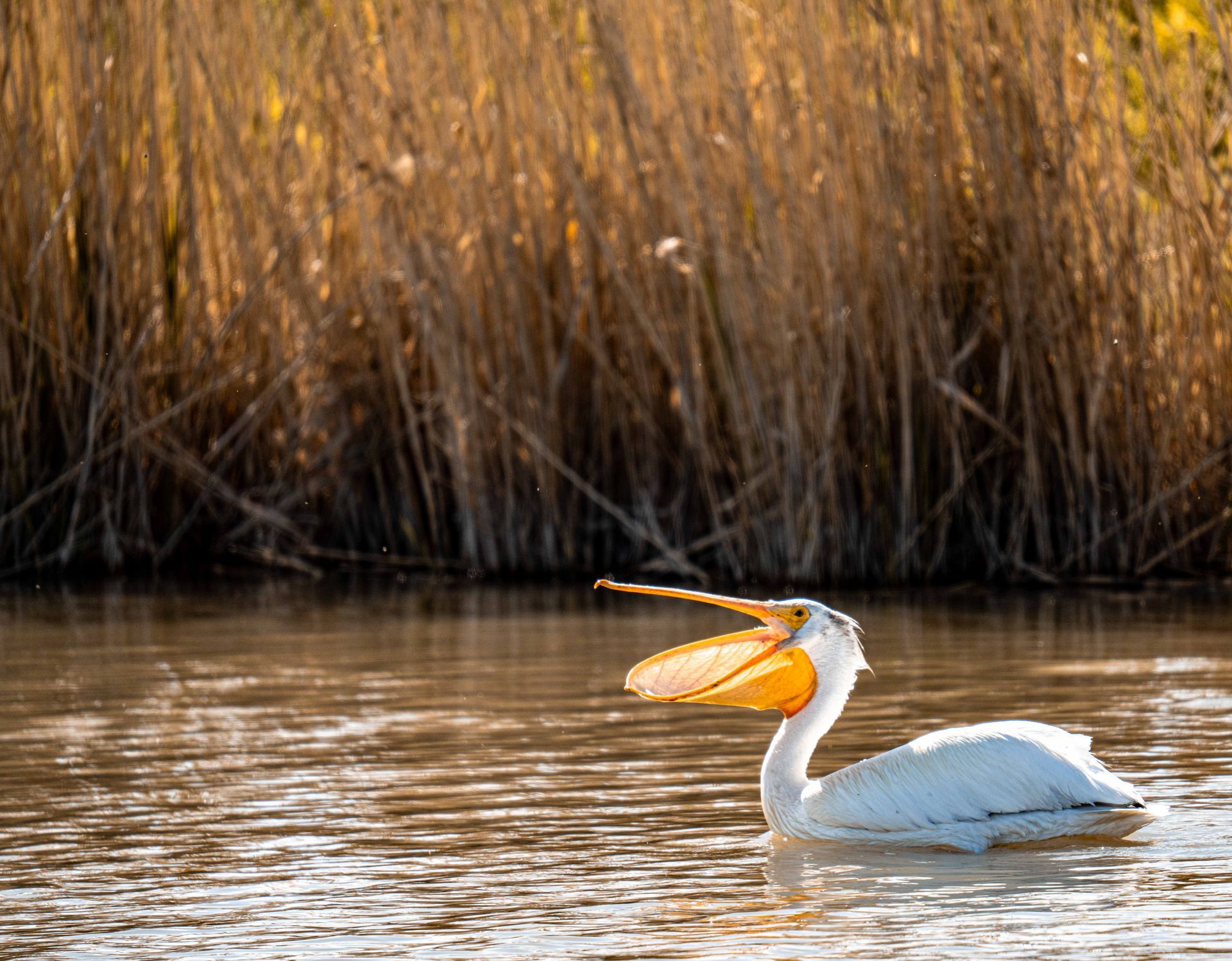 A pelican is swimming in the water with its beak open.