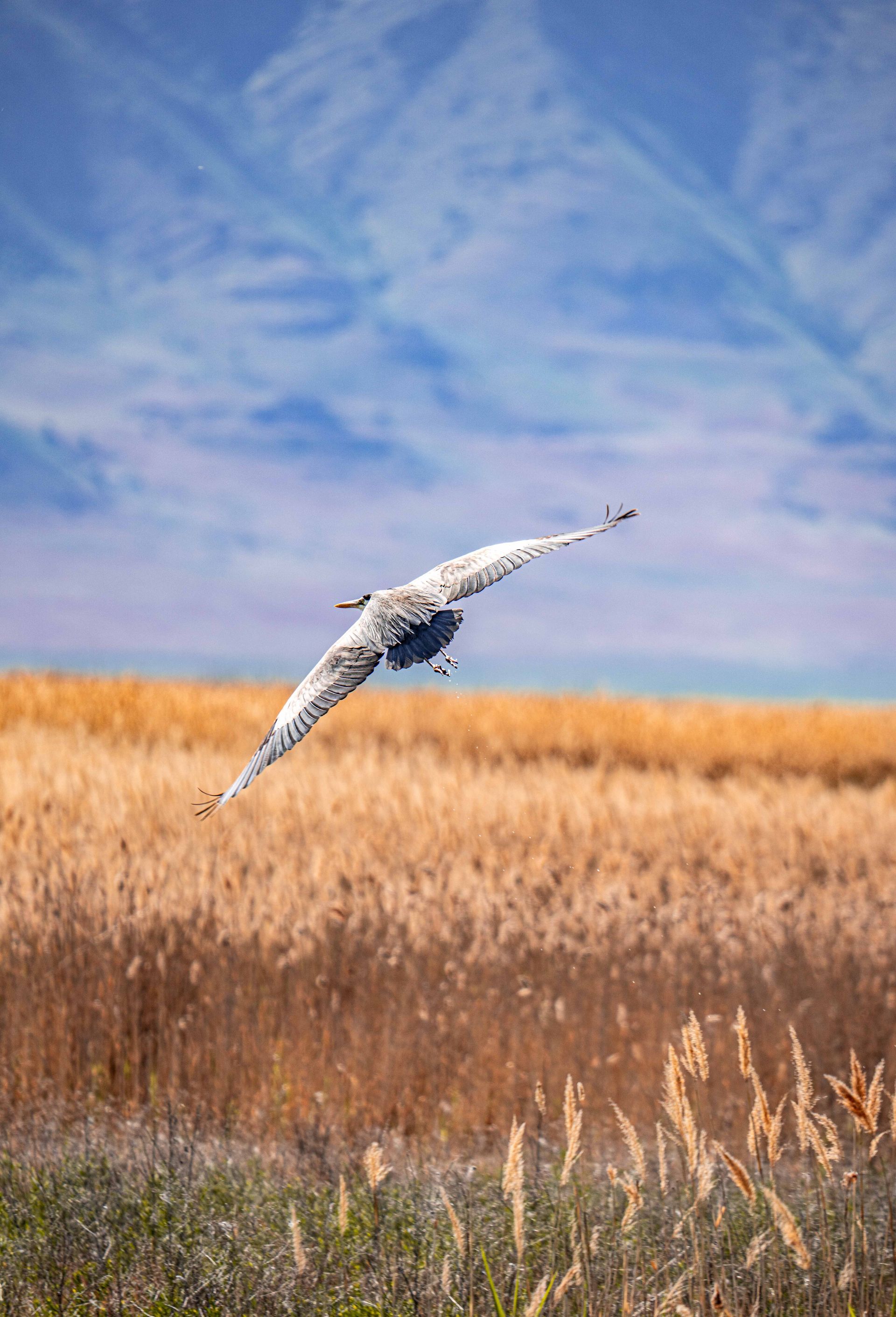 A bird is flying over a field with mountains in the background.