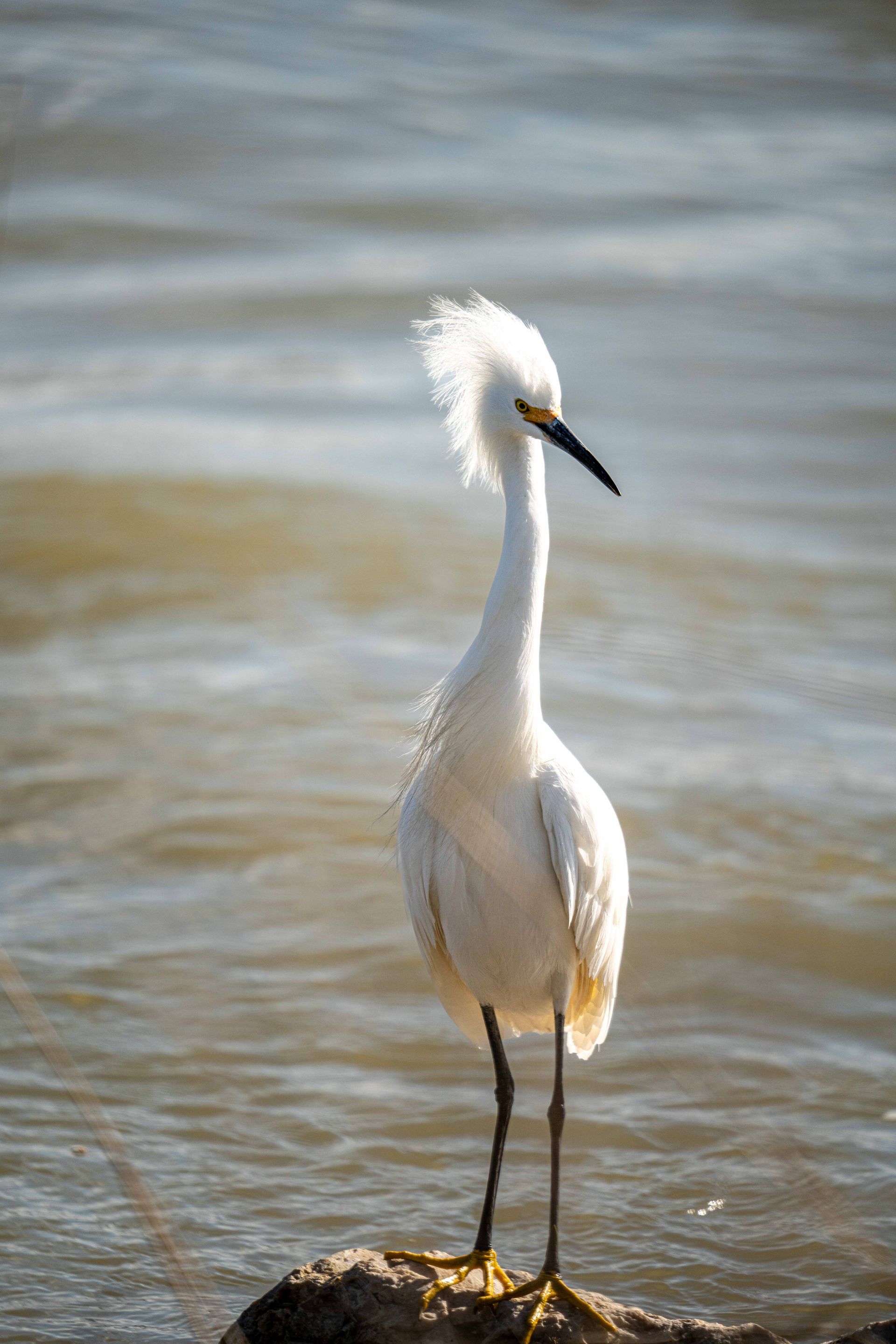 A white bird is standing on a rock in the water.