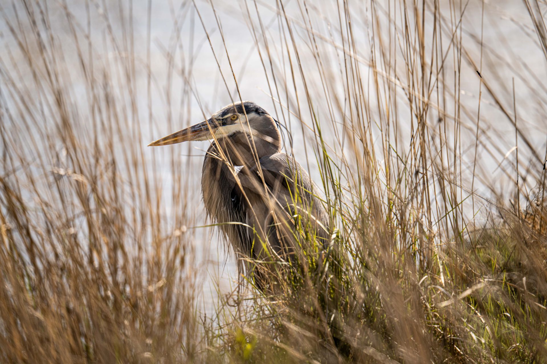 A bird is standing in a field of tall grass.
