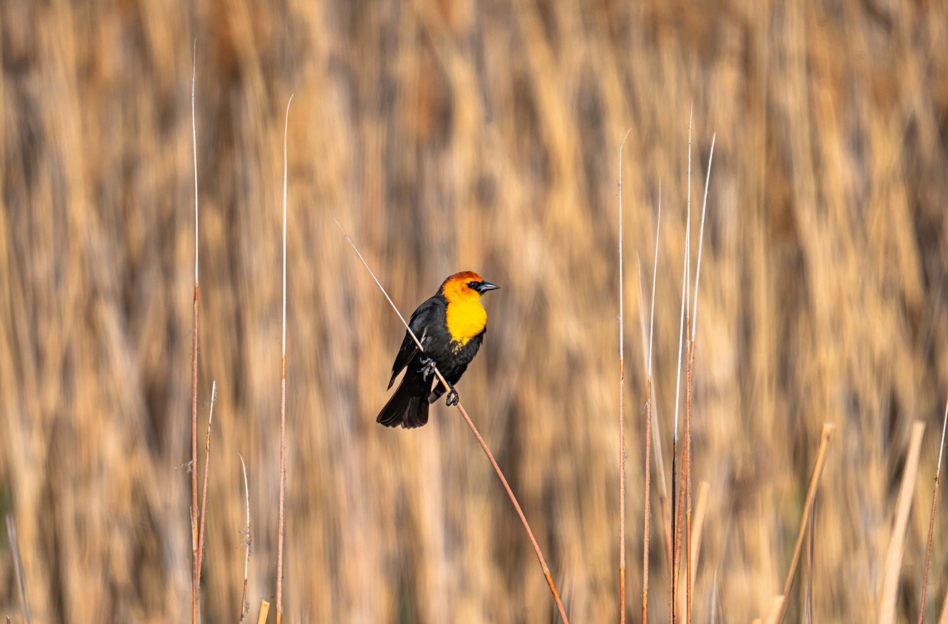 A small bird is perched on a branch in a field.