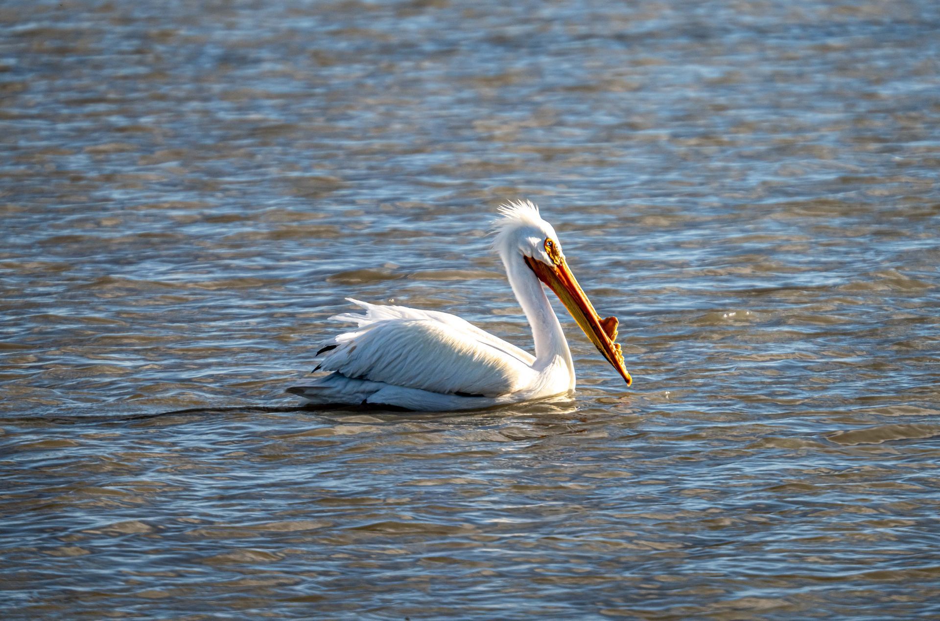 A pelican is swimming in the water with a fish in its beak.