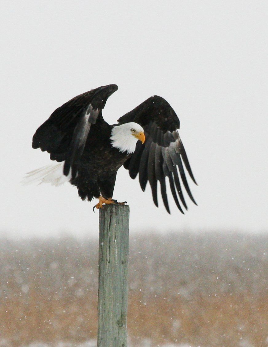 A bald eagle perched on a post with its wings outstretched