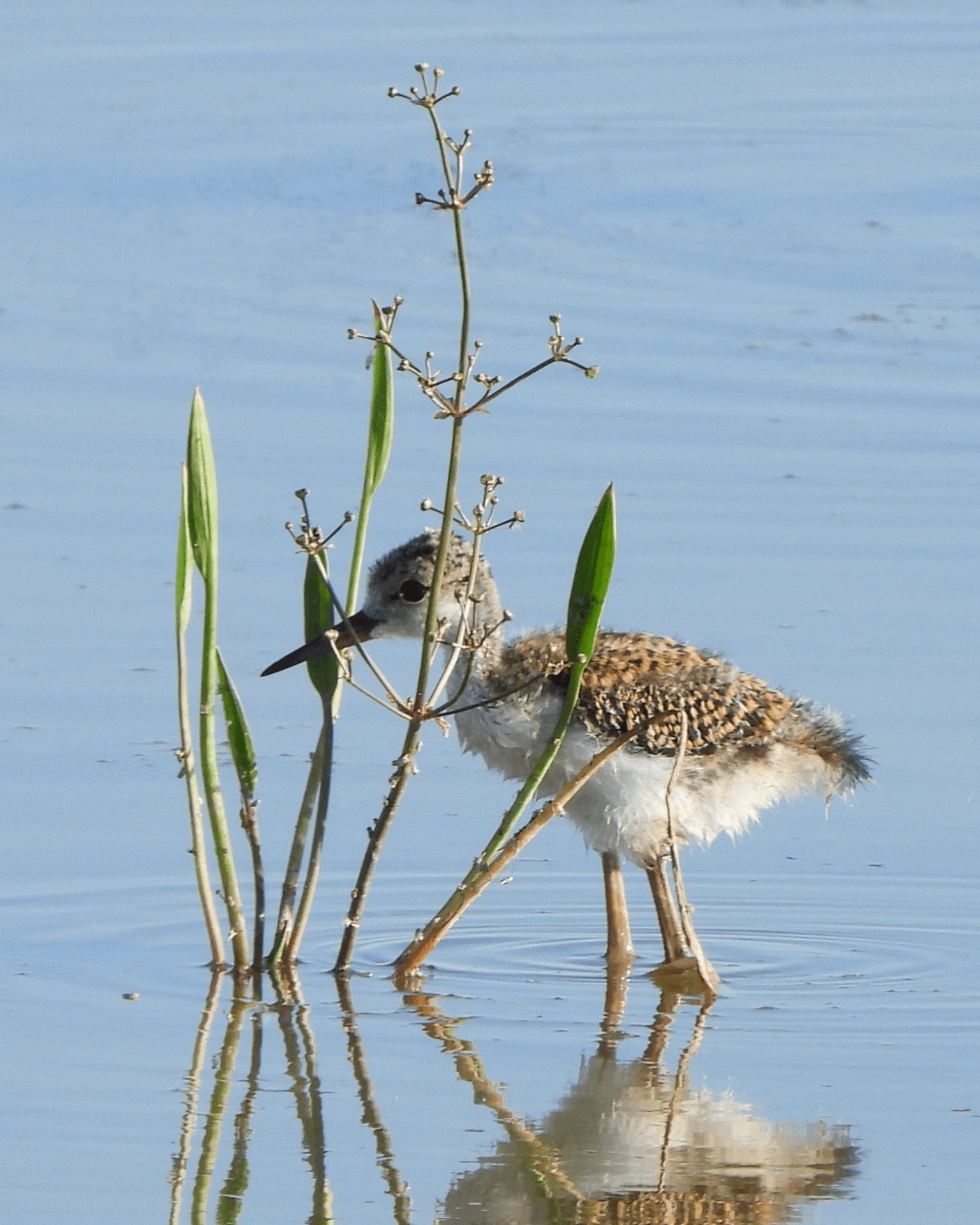 A bird is standing in the water near some plants
