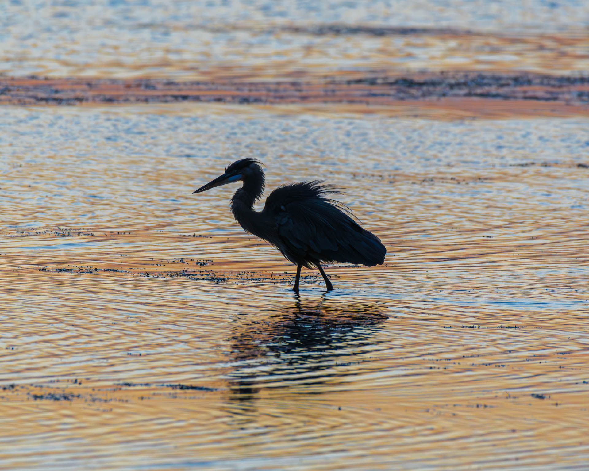 A black bird is standing in the middle of a body of water.