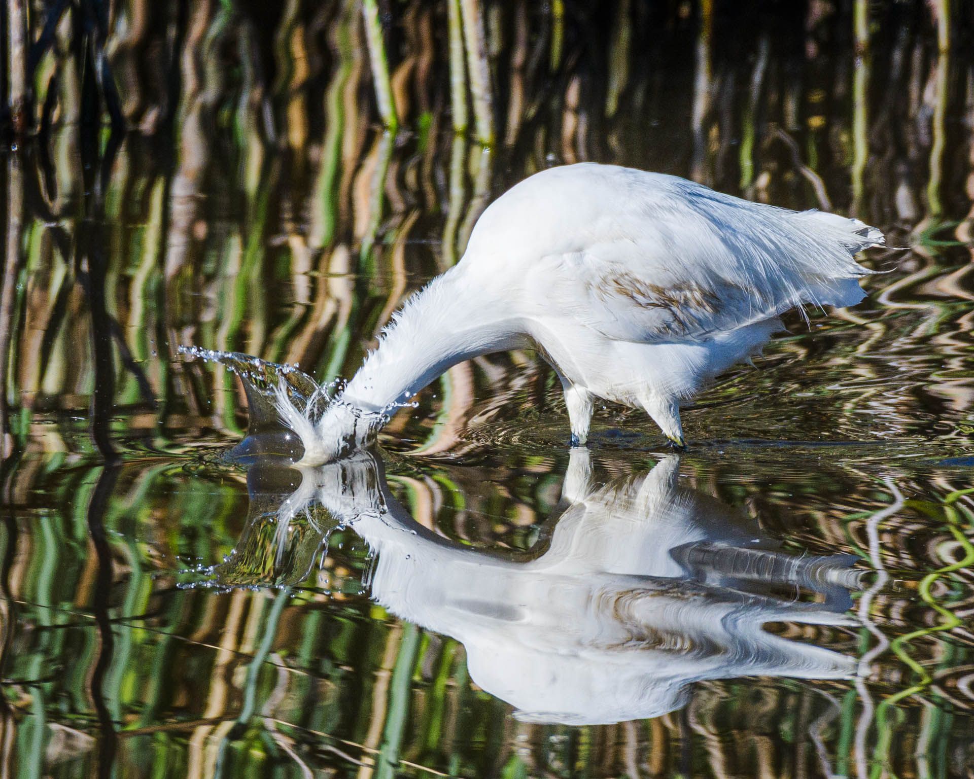 A white bird is drinking water from a pond