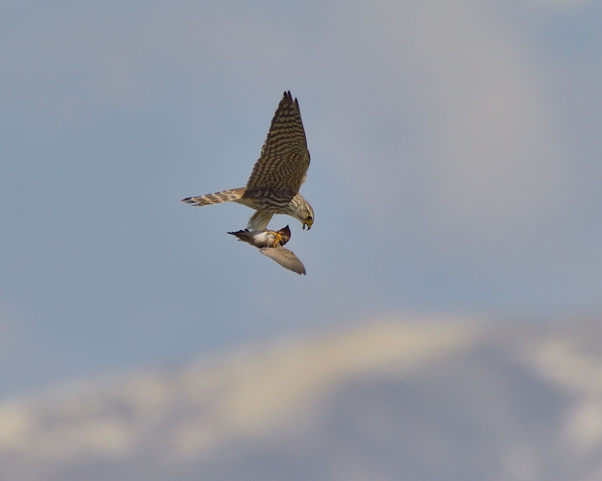 Two birds are flying in the sky with mountains in the background