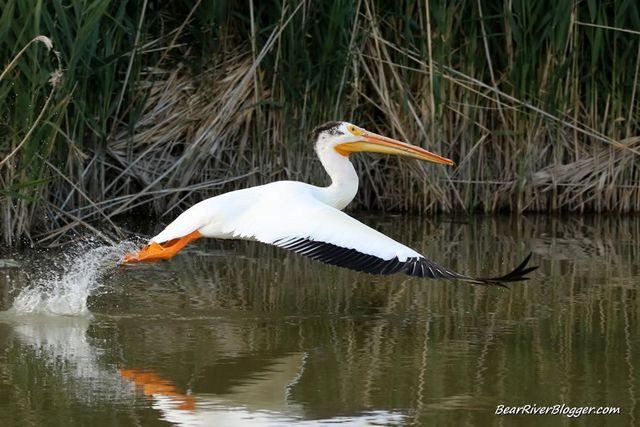 Brigham City Wildlife Management Area
