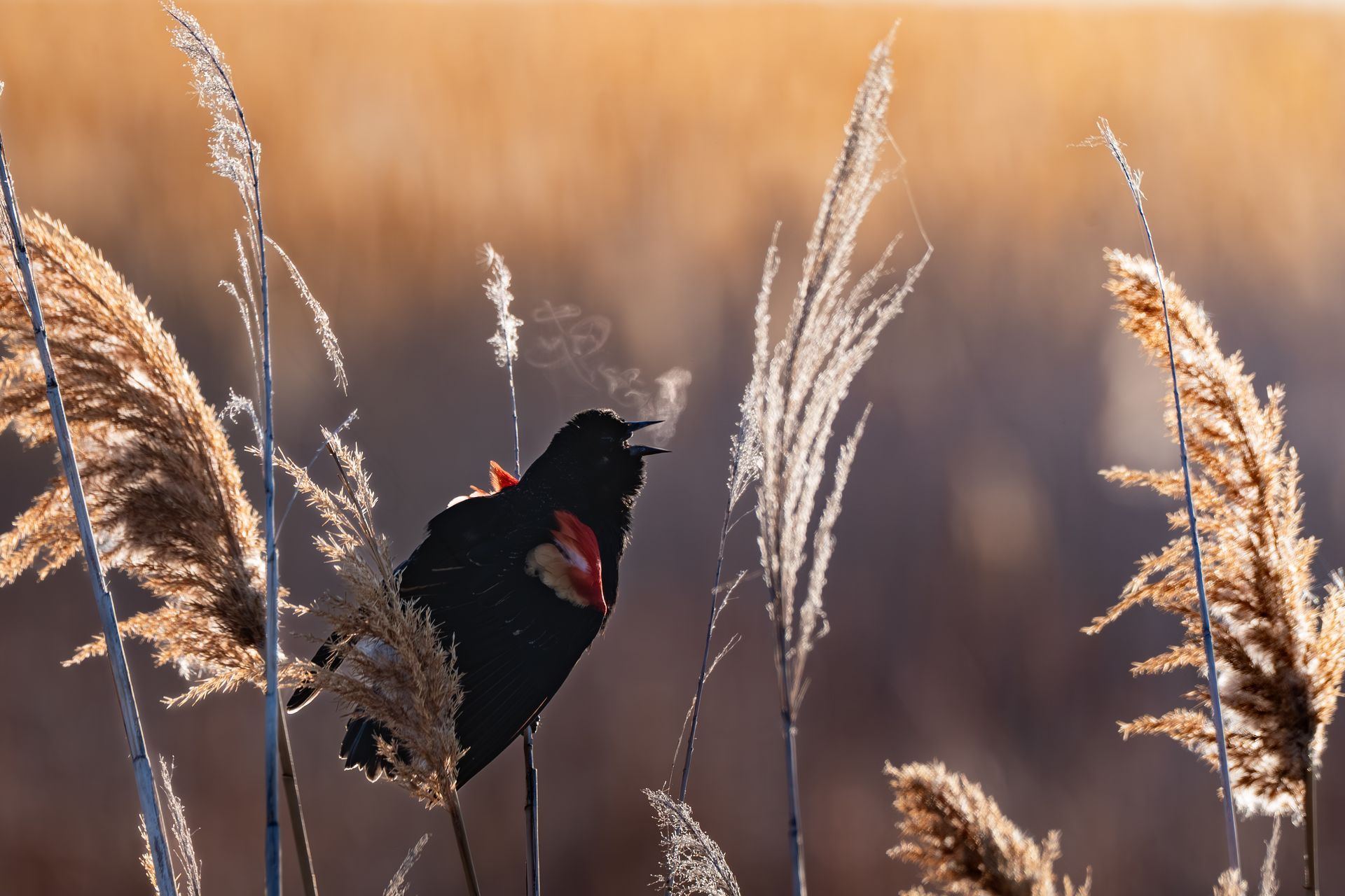 Red-winged Blackbird
