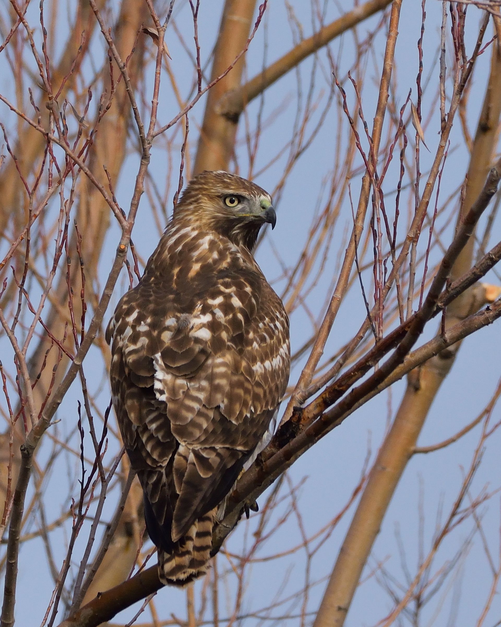 A bird perched on a tree branch with a blue sky in the background