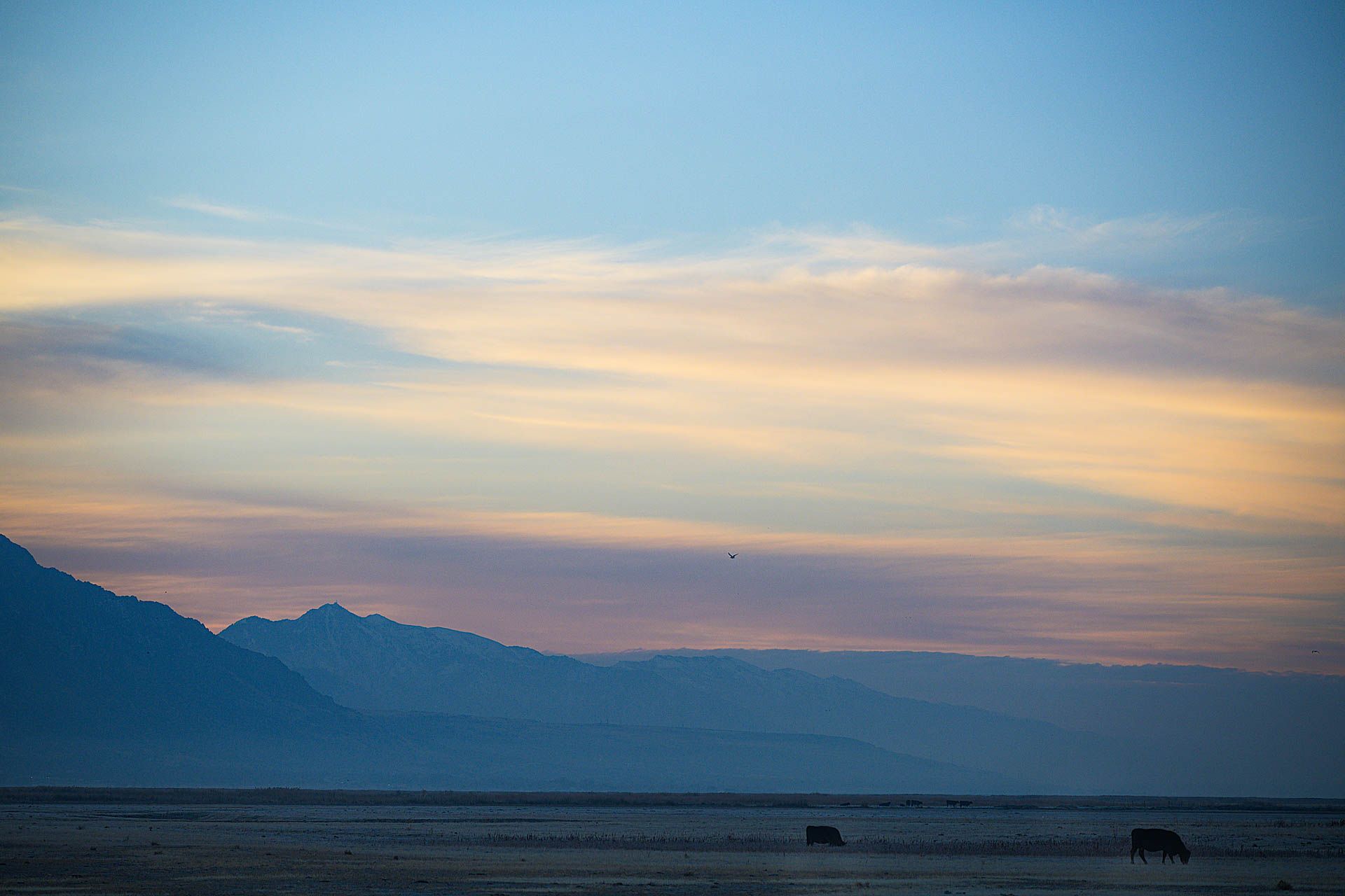 A cow is grazing in the desert at sunset with mountains in the background.