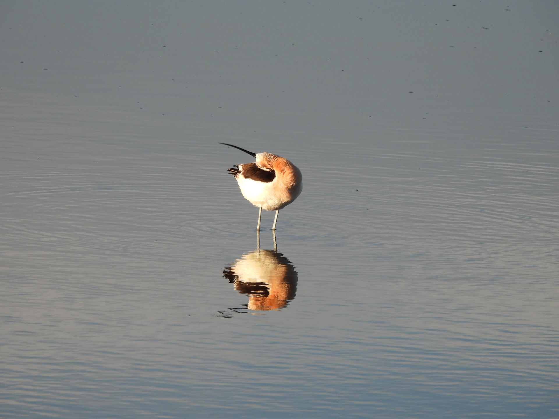 Two birds are standing in the water and their reflection is in the water
