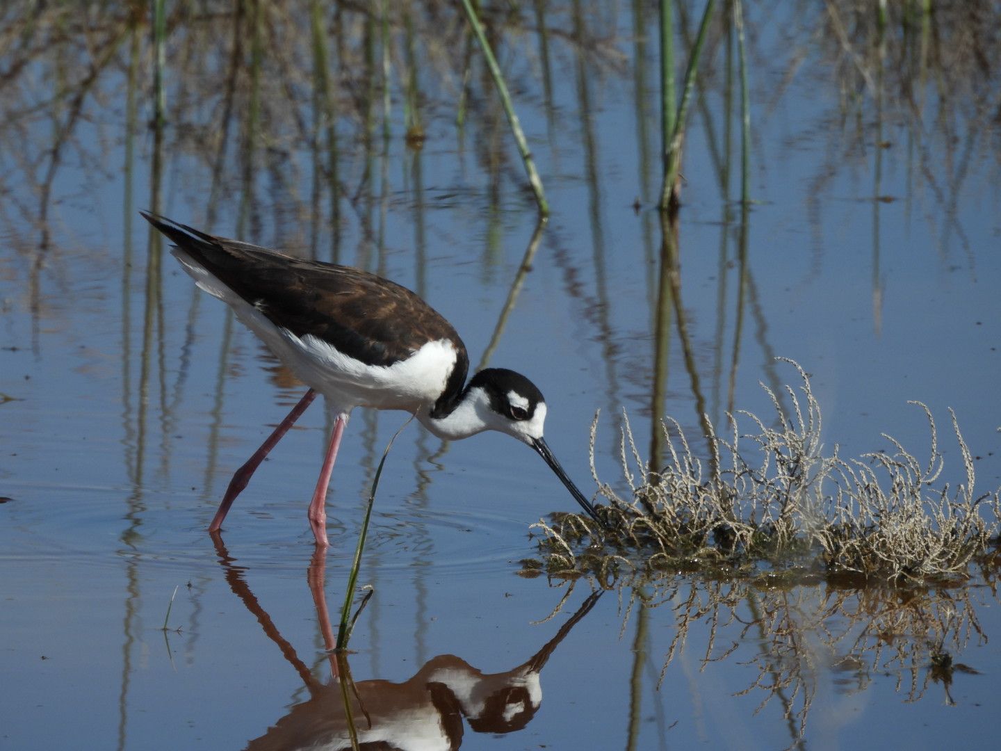 A black and white bird is standing in the water