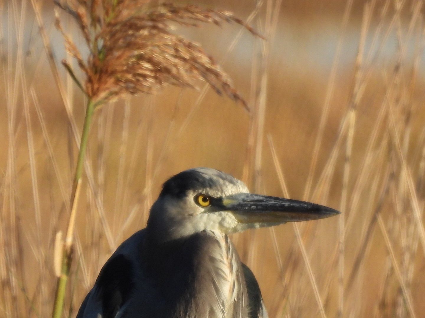 A bird with a long beak is standing in a field of tall grass.