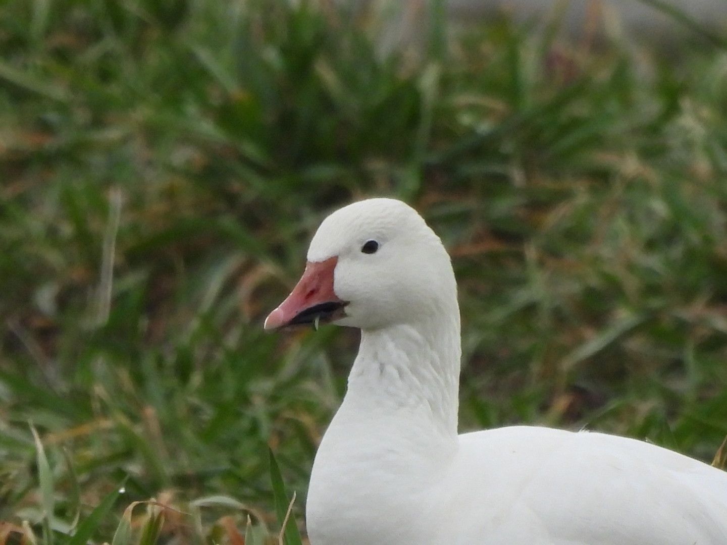 A white goose with a red beak is standing in the grass.