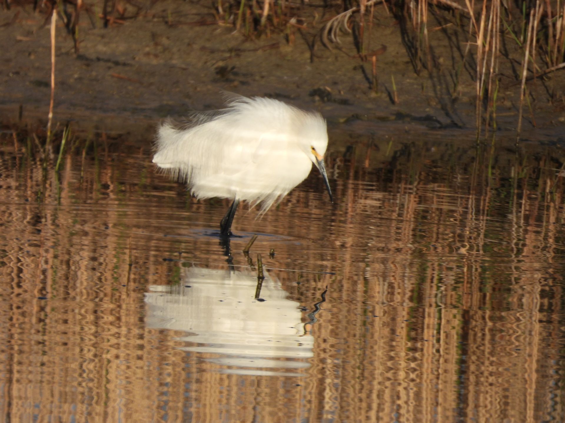 A white bird is standing in the water looking for food.