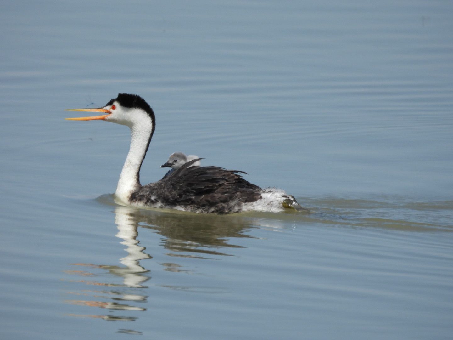 A black and white duck is swimming in the water.
