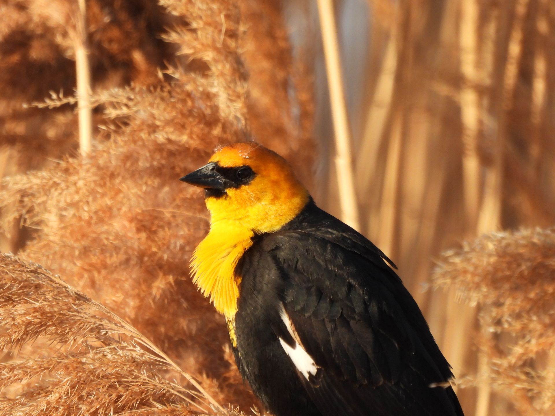 A black and yellow bird with a yellow head is sitting in a field of tall grass.