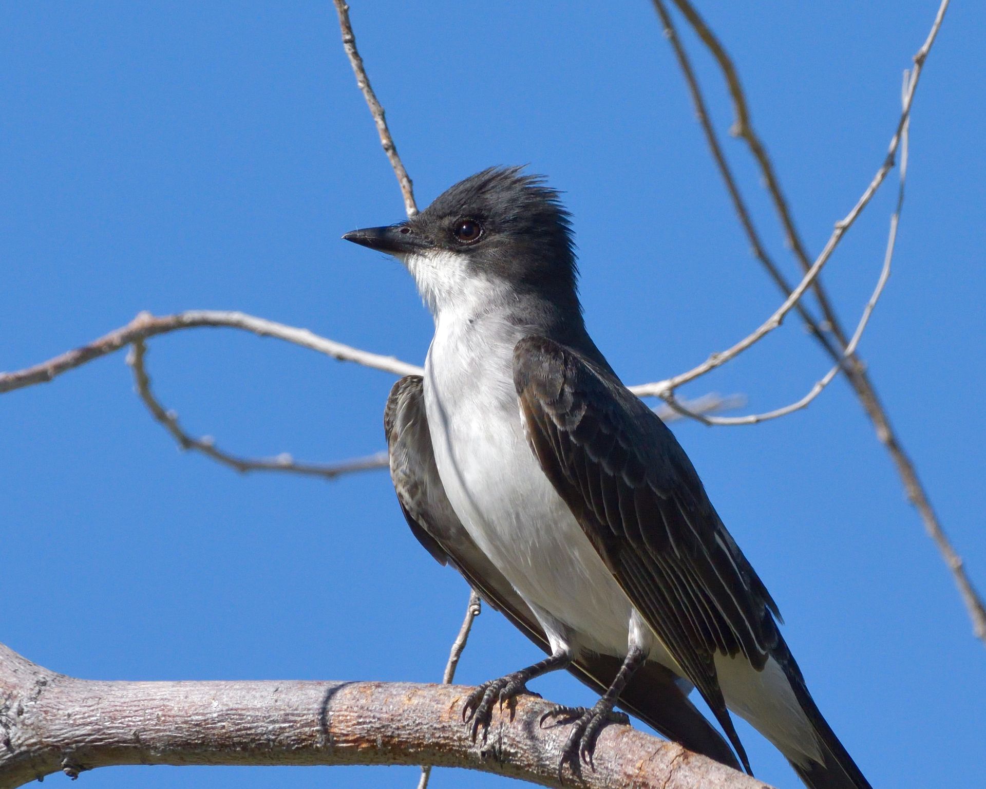 A black and white bird perched on a tree branch