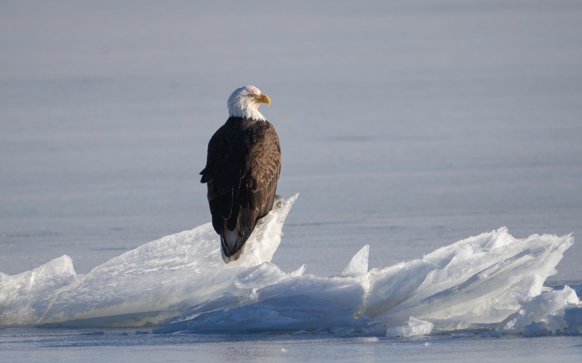 A bald eagle is perched on a piece of ice in the water.