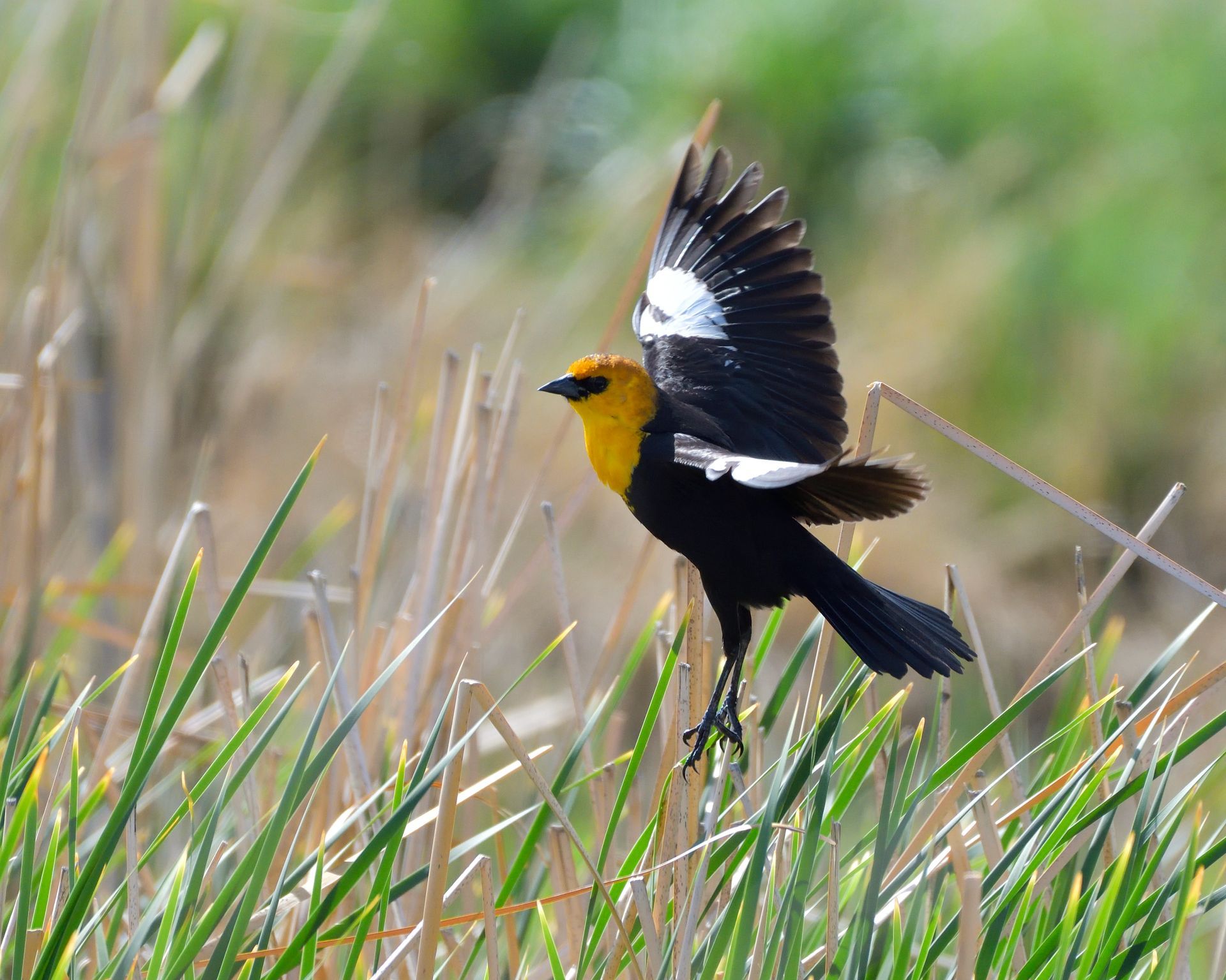 A black and yellow bird is flying through the grass